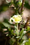 Cutleaf evening-primrose